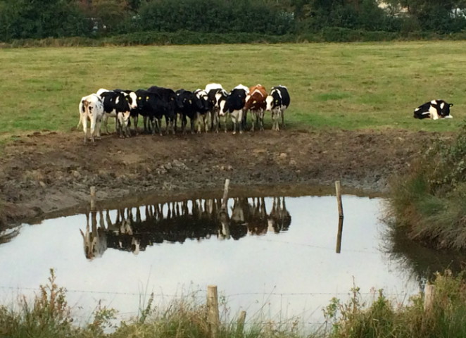 Eine Herde schwarz-weißer Kühe steht am Rand eines Tümpels auf der Weide und spiegelt sich im Wasser