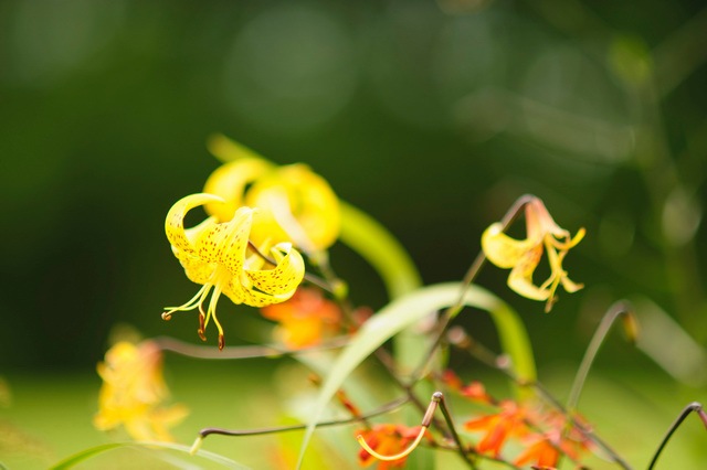Gelbe Lilienblüten mit zurückgebogenen Blütenblättern vor grünem Hintergrund