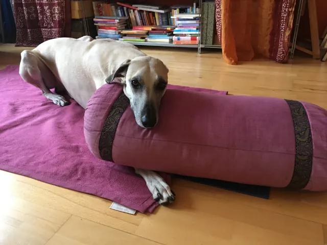 Ein heller Windhund liegt auf einem Bolster auf einer Yogamatte, dahinter ein Bücherregal